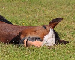 Dressurpferd Volt Devil (Deutsches Reitpony, 2012, von Vasco)