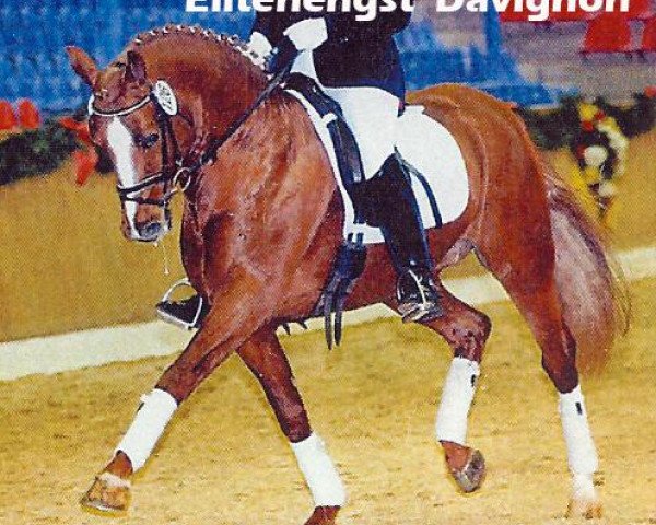 horse Davignon (German Riding Pony, 1994, from Diamant II)