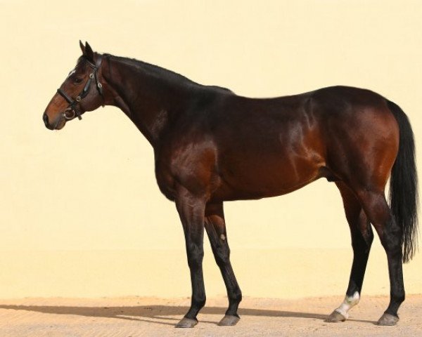 stallion Zazou xx (Thoroughbred, 2007, from Shamardal xx)
