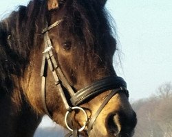 Dressurpferd Charming Carlos (Deutsches Reitpony, 2011, von Top Carlos Cassini)