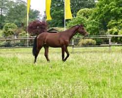 Springpferd Clausius W (Westfale, 2016, von Cassone)