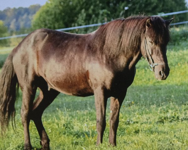 Pferd Flendur vom Wiesenhof (Islandpferd, 1998)