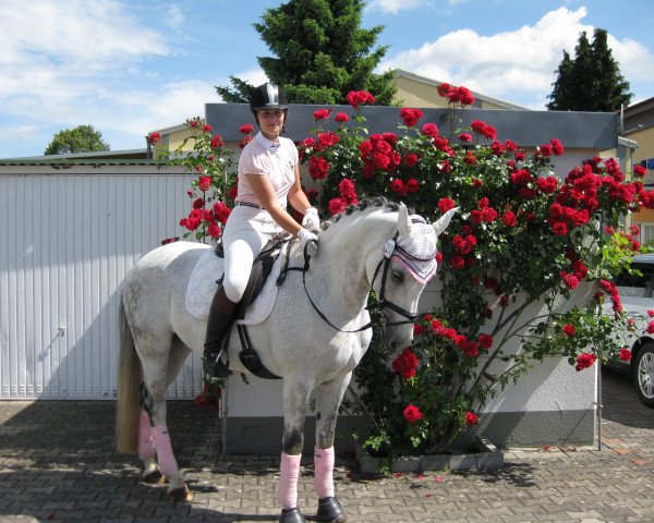 Pferd First Kiss (Hessisches Warmblut, 2004, von French Kiss)