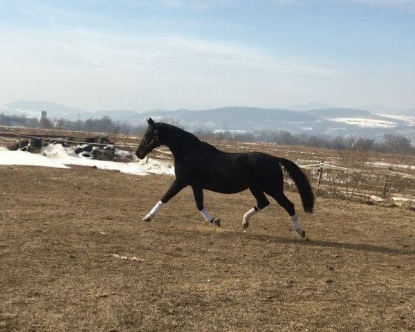 Zuchtstute First Lady (Deutsches Reitpferd, 2001, von Ratero)