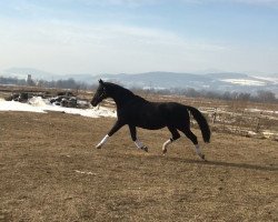 broodmare First Lady (German Warmblood, 2001, from Ratero)