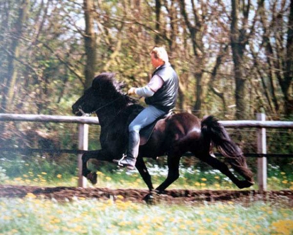 Deckhengst Þor frá Brún (Islandpferd, 1987, von Stigandi frá Brún)