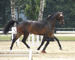 broodmare Ratina B (Westphalian, 2014, from Rock Forever NRW)