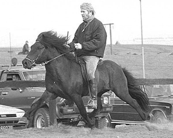 stallion Hörður frá Kolkuósi (Iceland Horse, 1982, from Funi fra Kolkuosi)