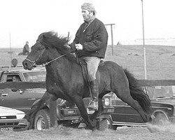 stallion Hörður frá Kolkuósi (Iceland Horse, 1982, from Funi fra Kolkuosi)