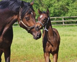 broodmare Romantica (Oldenburg, 2010, from Glock's Romanov)