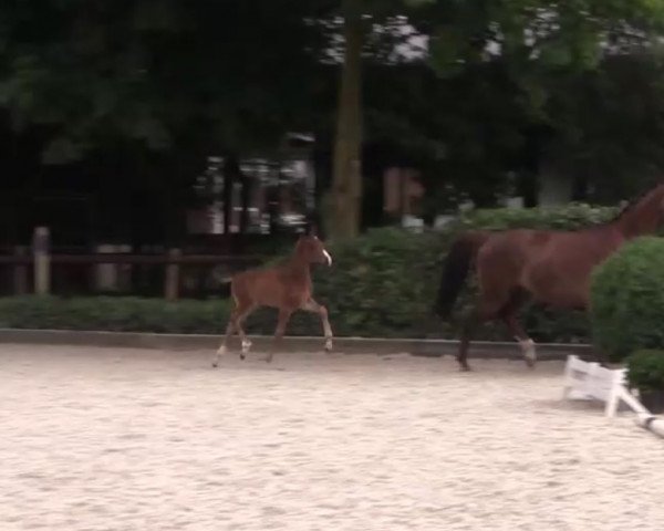 dressage horse Discover TK (Hanoverian, 2017, from Dancier)
