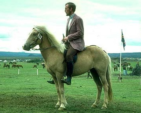 Zuchtstute Mjöll frá Hafþórsstöðum (Islandpferd, 1963, von Bleikblesi frá Vallanesi)