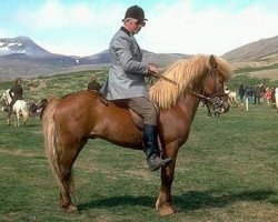 stallion Fönix frá Vík í Mýrdal (Iceland Horse, 1973, from Fylkir fra Flögu 11 SE)