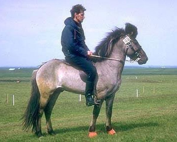 stallion Mósi frá Presthúsum I (Iceland Horse, 1968, from Goði frá Laugarvatni 636)