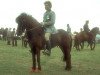 broodmare Krumma frá Presthúsum II (Iceland Horse, 1971, from Hrafn frá Efra-Langholti)