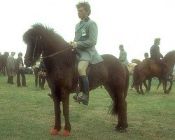 broodmare Krumma frá Presthúsum II (Iceland Horse, 1971, from Hrafn frá Efra-Langholti)