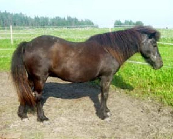 broodmare Hending frá Hafsteinsstöðum 107 ISL (Iceland Horse, 1980, from Fönix frá Vík í Mýrdal)