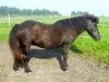 broodmare Hending frá Hafsteinsstöðum 107 ISL (Iceland Horse, 1980, from Fönix frá Vík í Mýrdal)