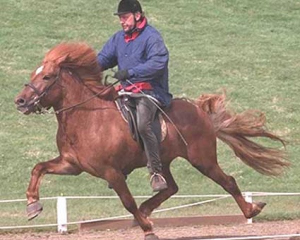 stallion Hvammur frá Norður-Hvammi (Iceland Horse, 1992, from Borgfjörð frá Hvanneyri)