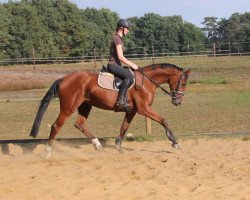 broodmare Coraya (Westphalian, 2013, from Cayetano L)