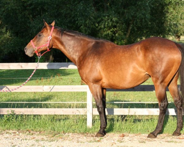 broodmare Victory Jeane xx (Thoroughbred, 2000, from Victory Note xx)