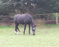 Pferd Sinphonie (Deutsches Reitpferd, 1997, von Caliano A)