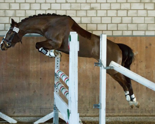 broodmare Victoria (German Riding Pony, 2010, from Black Dancer)