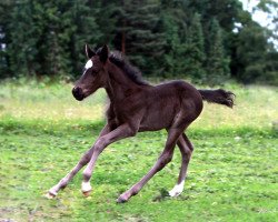 Springpferd Vancouver (Deutsches Reitpony, 2017, von Van Heinrich)