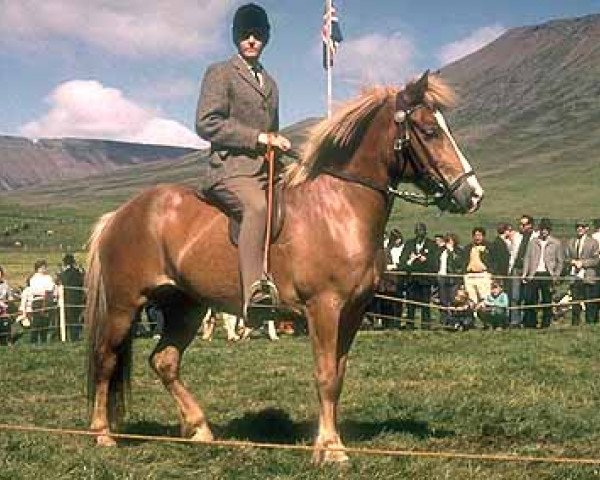 Zuchtstute Kátina frá Hvanneyri (Islandpferd, 1960, von Nökkvi frá Hólmi)