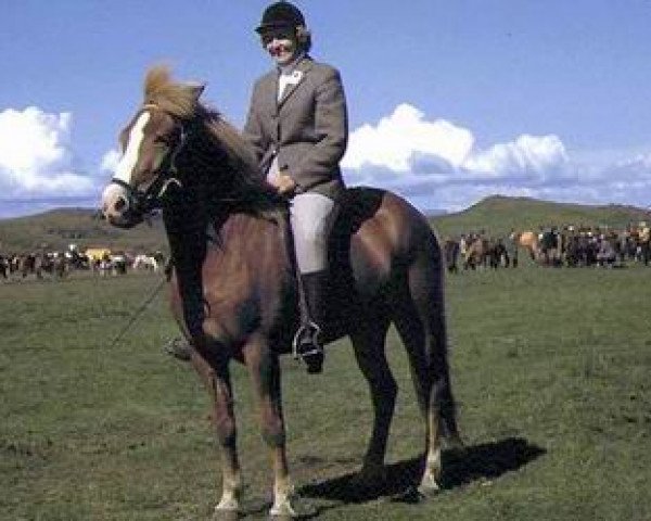 broodmare Flugsvinn frá Hvanneyri (Iceland Horse, 1964, from Hreggviður frá Hvanneyri)