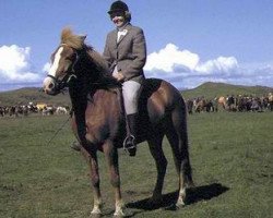 broodmare Flugsvinn frá Hvanneyri (Iceland Horse, 1964, from Hreggviður frá Hvanneyri)