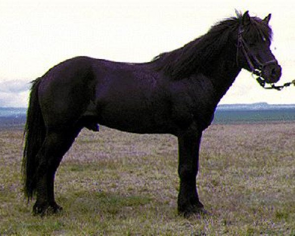 stallion Ófeigur frá Hvanneyri (Iceland Horse, 1968, from Hrafn frá Árnanesi)