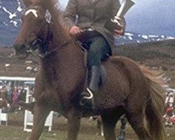 broodmare Skeifa fra Kirkjubae (Iceland Horse, 1952, from Ljúfur frá Kirkjubæ frá Blönduósi)