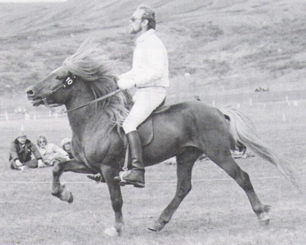 Deckhengst Borgfjörð frá Hvanneyri (Islandpferd, 1972, von Ylur frá Kirkjubæ)