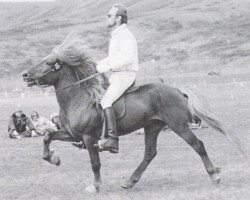 stallion Borgfjörð frá Hvanneyri (Iceland Horse, 1972, from Ylur frá Kirkjubæ)