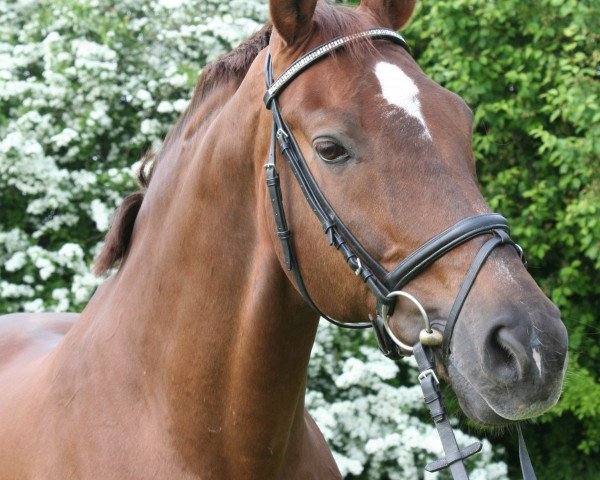 dressage horse Donnerfürst NR (Oldenburg, 1993, from Donnerschlag)