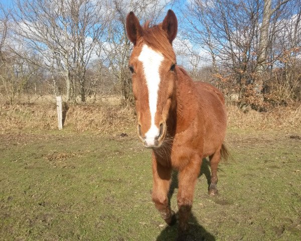 broodmare Garwina (Hanoverian, 1992, from Golfclub)