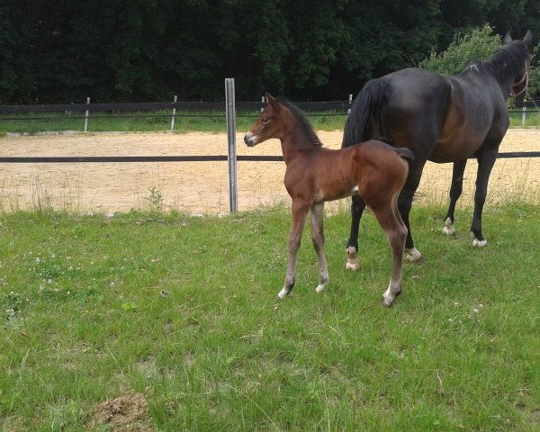 broodmare Amazing Starlight (Westphalian, 2017, from Acheron 4)