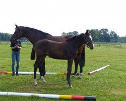 broodmare Werthermaerchen (Hanoverian, 1996, from Werther)