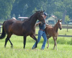 broodmare Dree Boeken's Vulkanos Roeschen (Hanoverian, 2007, from Vulkano 10)