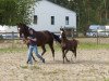 broodmare Lauries Märchen (Hanoverian, 2008, from Lauries Crusador xx)