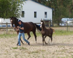 horse Lauries Märchen (Hannoveraner, 2008, from Lauries Crusador xx)