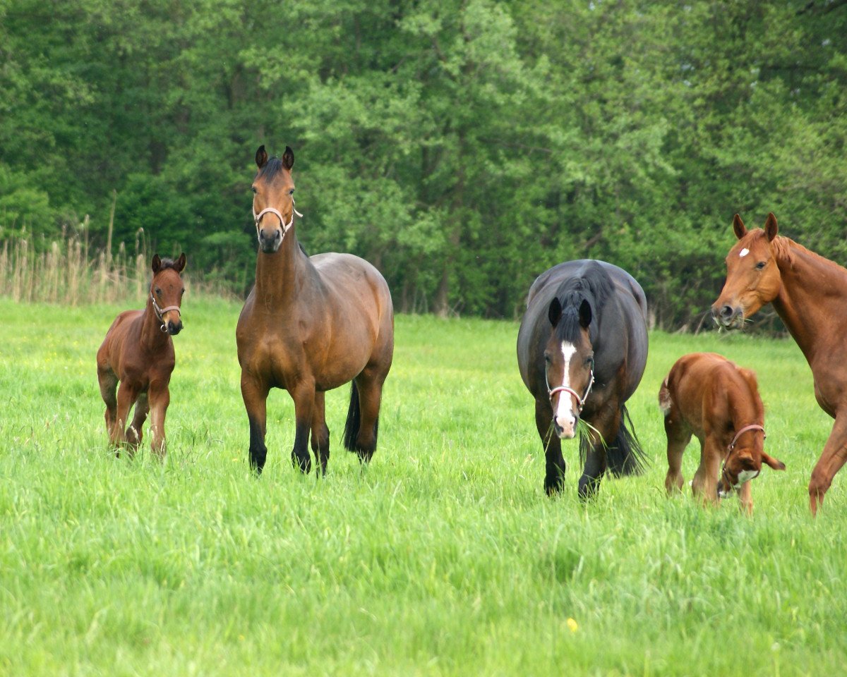 broodmare Goldmädel (Hanoverian, 2010, from Goldfever II)