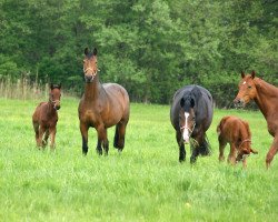 broodmare Goldmädel (Hanoverian, 2010, from Goldfever II)