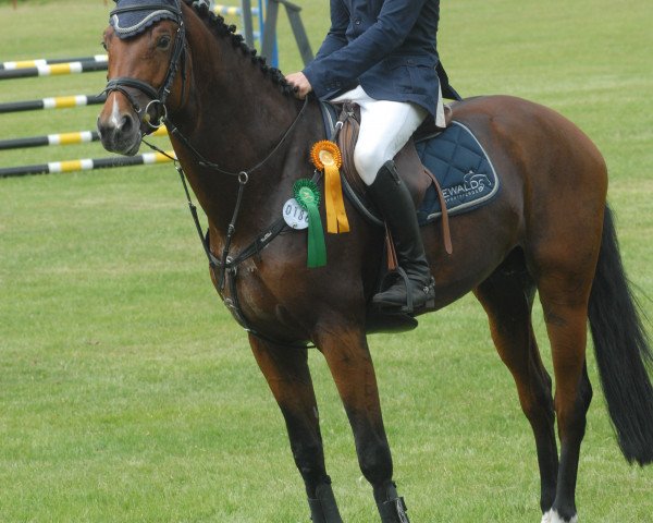 stallion Dree Boeken's Vistano (German Sport Horse, 2010, from Vulkano 10)
