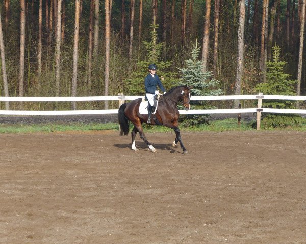 dressage horse Dree Boeken's Spreewald Märche (Hanoverian, 2012, from San Amour I)