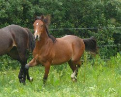 Dressurpferd On my mind (Deutsches Reitpony, 2016, von Grenzhoehes Olivier K WE)