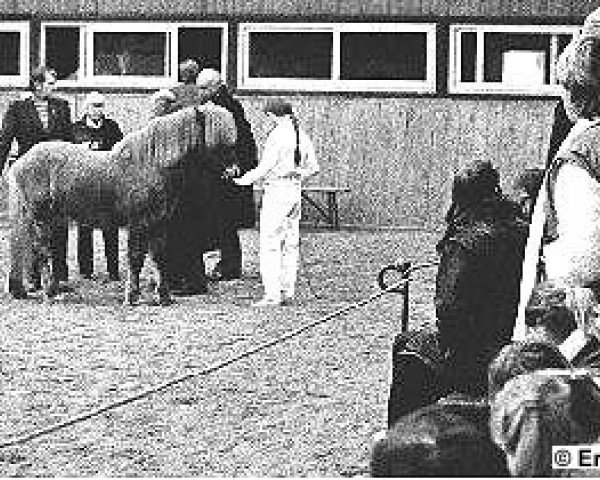 stallion Léttfeti van op D'n Dries (Iceland Horse, 1979, from Hemingur frá Garðsauka)