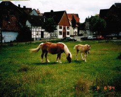 broodmare Antje (Westphalian Draughthorse, 1994, from Apollo)