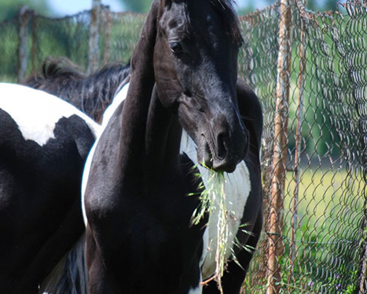 stallion Classico C (German Sport Horse, 2016, from Cadeau Noir)
